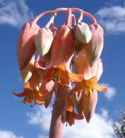 Cotyledon orbiculata var. oblonga inflorescence